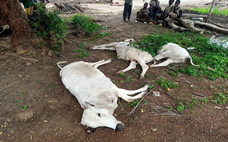 RDC/ le manque d’abattoirs modernes menace l’hygiène dans les marchés du Sud-Kivu