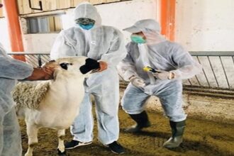 Aïd Al-Adha 1447 s’est déroulé dans des conditions sanitaires satisfaisantes