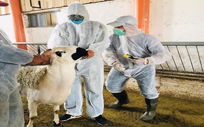 Aïd Al-Adha 1447 s’est déroulé dans des conditions sanitaires satisfaisantes