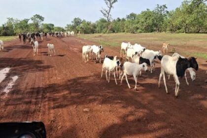 Mali / plusieurs troupeaux de retour sur leurs territoires après plusieurs mois de transhumance