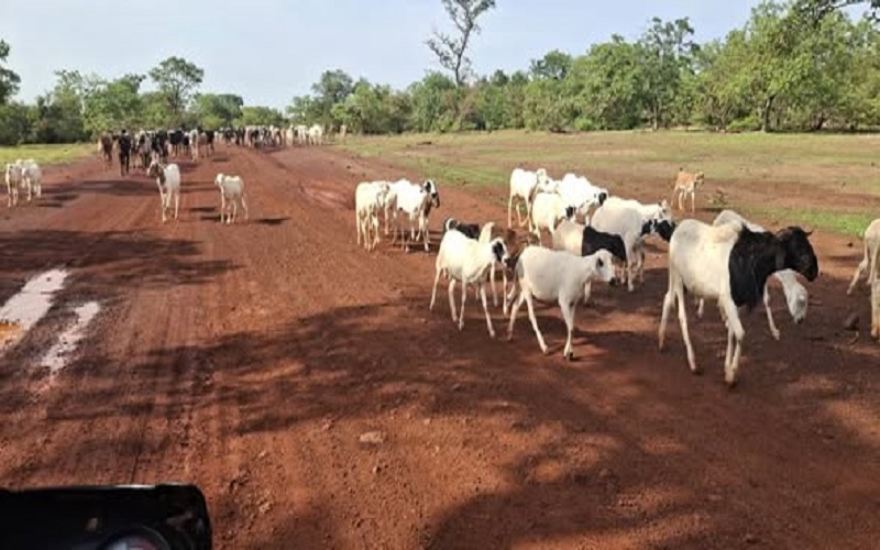 Mali / plusieurs troupeaux de retour sur leurs territoires après plusieurs mois de transhumance