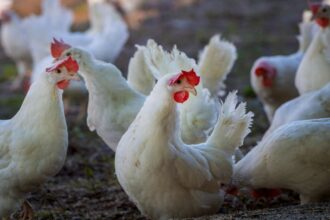 poulet brésilien