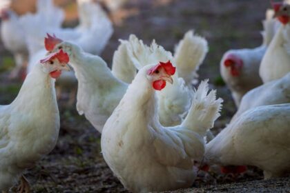 poulet brésilien