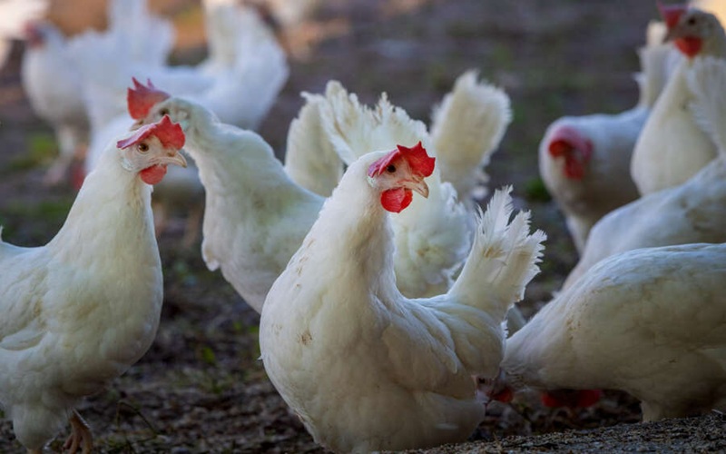 poulet brésilien
