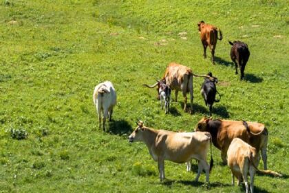Canada / restrictions sur les importations de bétail en provenance du Texas après un cas de lucilie bouchère