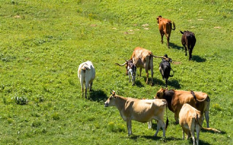 Canada / restrictions sur les importations de bétail en provenance du Texas après un cas de lucilie bouchère