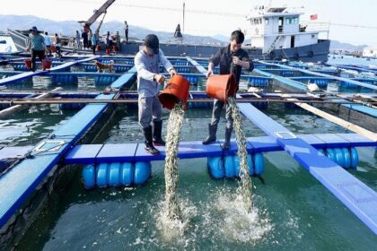 Chine / une ferme marine géante capable de produire 4 000 tonnes de poissons par an entre en service