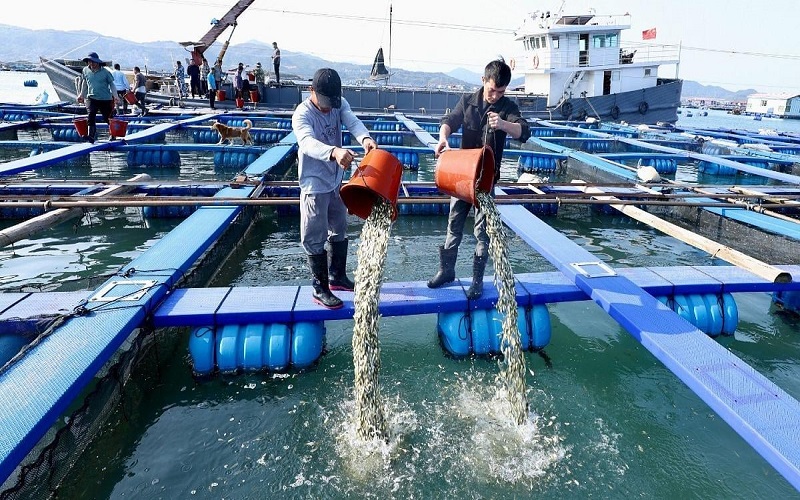 Chine / une ferme marine géante capable de produire 4 000 tonnes de poissons par an entre en service