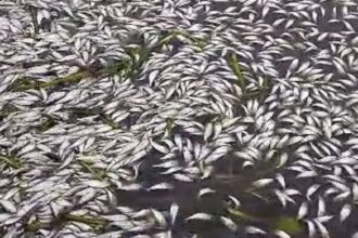 Songon-Kassemblé / une mystérieuse mortalité de poissons inquiète les riverains