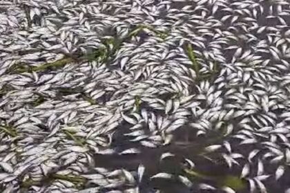 Songon-Kassemblé / une mystérieuse mortalité de poissons inquiète les riverains