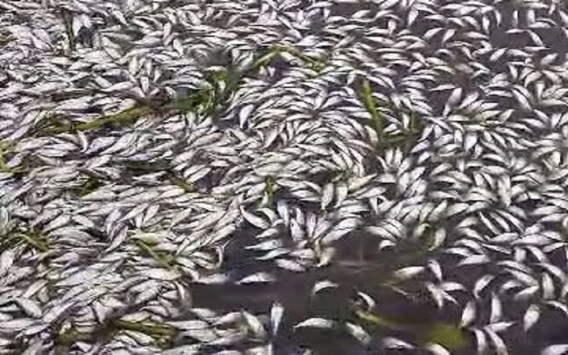 Songon-Kassemblé / une mystérieuse mortalité de poissons inquiète les riverains