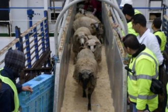 irrégularités liées à l'importation de moutons destinés à l'Aïd al-Adha