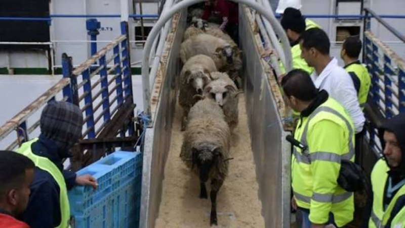 irrégularités liées à l'importation de moutons destinés à l'Aïd al-Adha