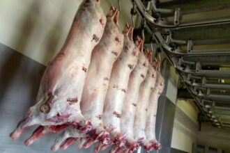 amélioration des conditions de l'abattage des moutons