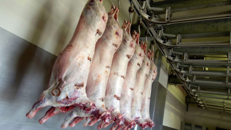 amélioration des conditions de l'abattage des moutons