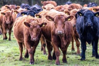 Allemagne / 239 bovins volés, la police traque une présumée « mafia des vaches »