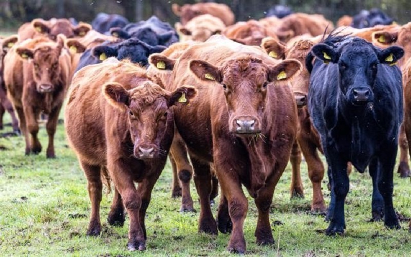 Allemagne / 239 bovins volés, la police traque une présumée « mafia des vaches »