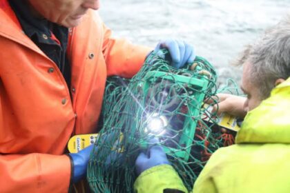 Le marché de l'intelligence artificielle dans la pêche et l’aquaculture durables en pleine croissance