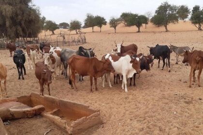 Afrique de l’Ouest / la FAO renforce la lutte contre la fièvre de la Vallée du Rift.