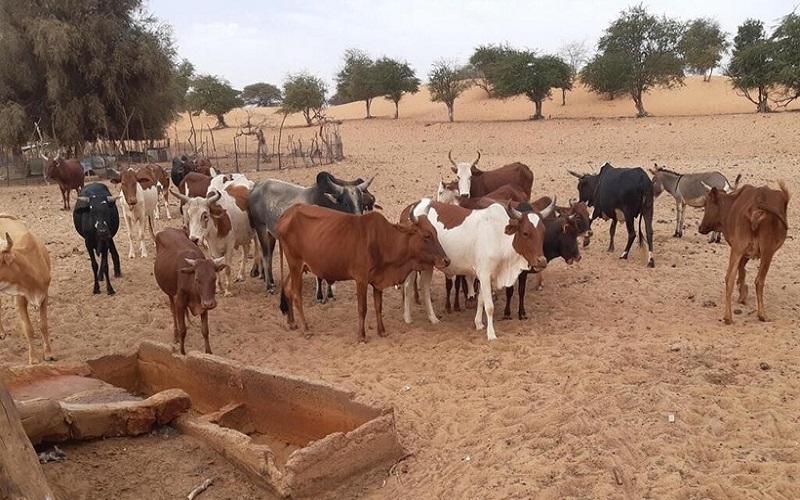 Afrique de l’Ouest / la FAO renforce la lutte contre la fièvre de la Vallée du Rift.