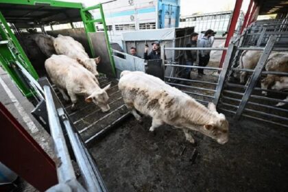 France / Les éleveurs bovins en colère face à l’effondrement du prix des broutards