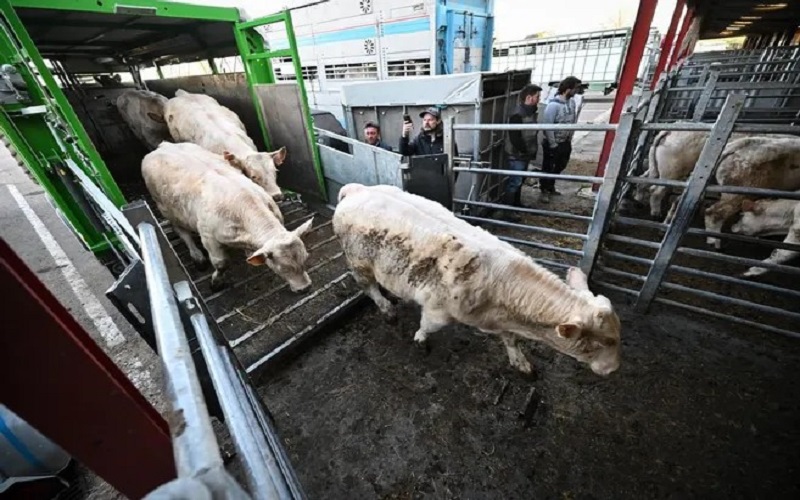 France / Les éleveurs bovins en colère face à l’effondrement du prix des broutards