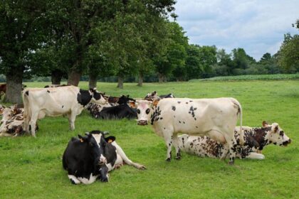 France / les éleveurs de ruminants alertent sur une crise qui menace les élevages