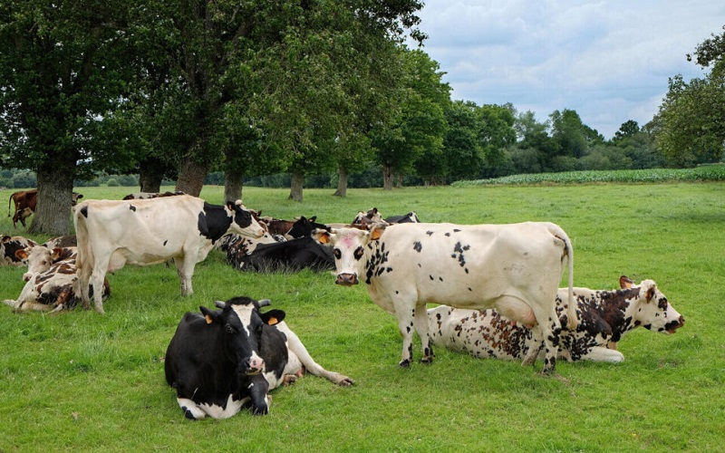 France / les éleveurs de ruminants alertent sur une crise qui menace les élevages
