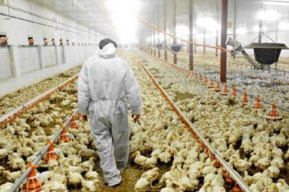 Guinée-Côte d’Ivoire / l’essor de l’aviculture attire les exportateurs américains de maïs