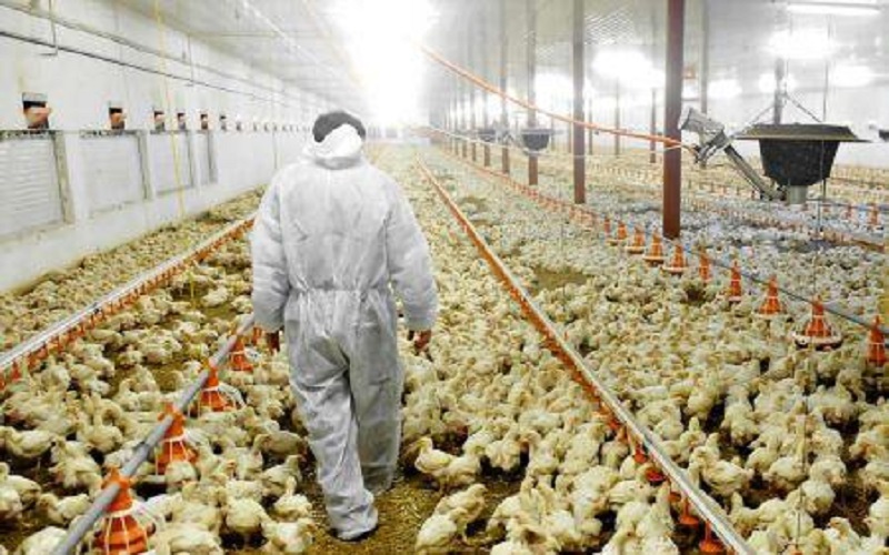 Guinée-Côte d’Ivoire / l’essor de l’aviculture attire les exportateurs américains de maïs