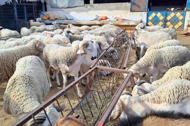 reprise des importations
