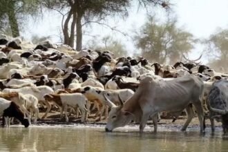 Mali / la rareté du bétail fait flamber le prix de la viande