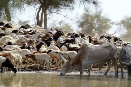 Mali / la rareté du bétail fait flamber le prix de la viande
