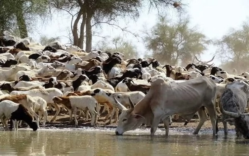 Mali / la rareté du bétail fait flamber le prix de la viande