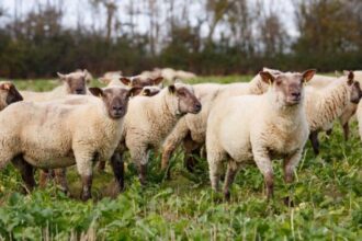 L’urgence de la vaccination contre la fièvre catarrhale ovine au Royaume-Uni et en Irlande