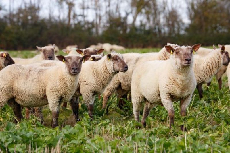 L’urgence de la vaccination contre la fièvre catarrhale ovine au Royaume-Uni et en Irlande