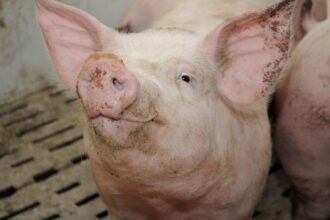 peste porcine africaine