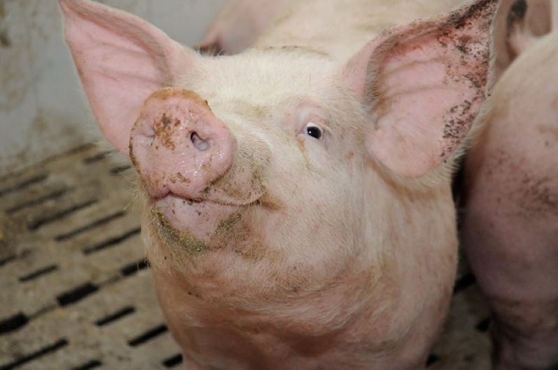 peste porcine africaine