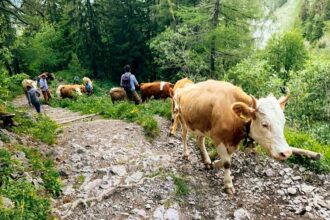 Suisse / la sécheresse contraint des milliers d’éleveurs à envoyer leurs vaches à l’abattoir