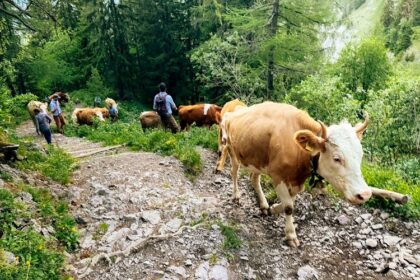 Suisse / la sécheresse contraint des milliers d’éleveurs à envoyer leurs vaches à l’abattoir