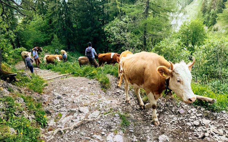 Suisse / la sécheresse contraint des milliers d’éleveurs à envoyer leurs vaches à l’abattoir
