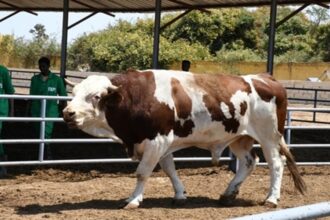 amélioration génétique bovine en Afrique