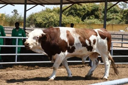 amélioration génétique bovine en Afrique