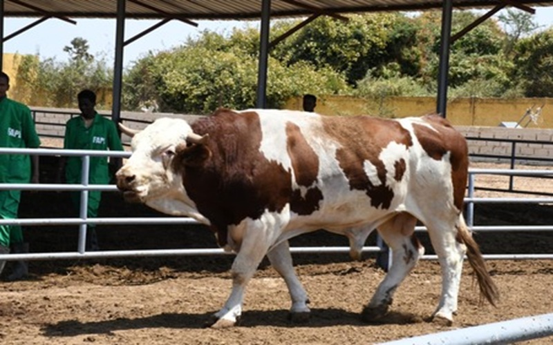 amélioration génétique bovine en Afrique