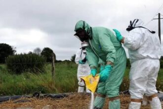 L’Afrique du Sud a mis en place un nouveau cadre national de gestion de la fièvre aphteuse, conçu pour améliorer le contrôle des épidémies, soutenir les éleveurs pendant la période de convalescence