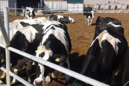 suspension des droits de douane sur l'importation