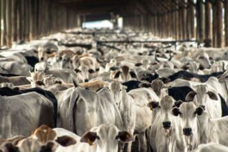 La FAO approuve le plan mondial pour la transformation de l'élevage