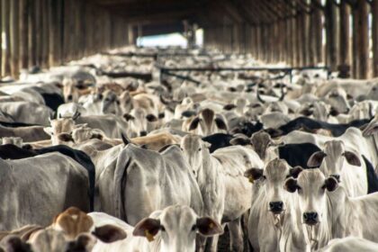 La FAO approuve le plan mondial pour la transformation de l'élevage