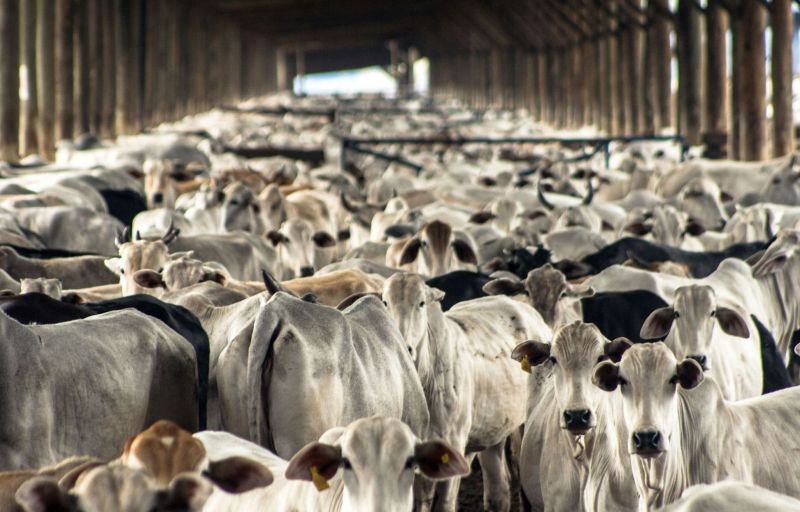 La FAO approuve le plan mondial pour la transformation de l'élevage