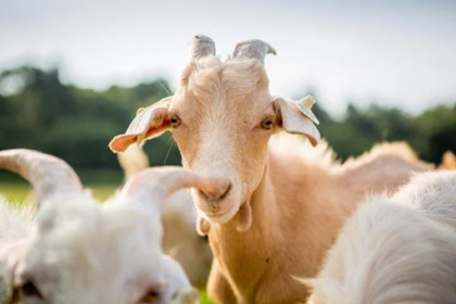 élevage de moutons au Nigéria